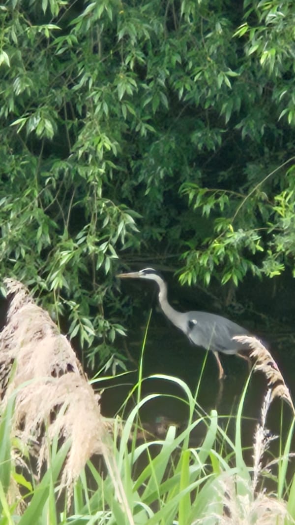 Canal-side scenes in Prešov: heron, graffiti, and overgrown banks