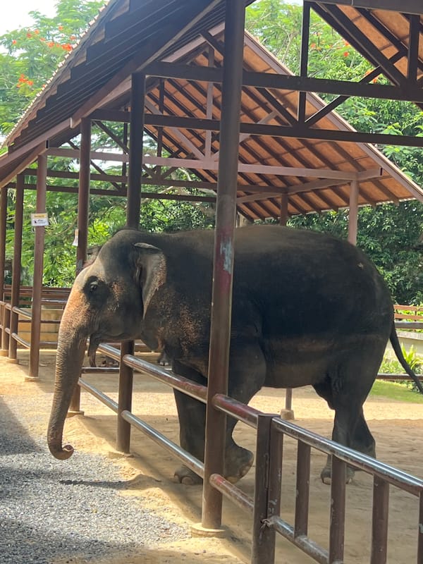 Feeding and meeting elephants at Samui Elephant Home, Koh Samui