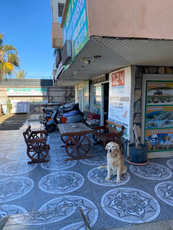 Morning scenes captured across Alanya: dog, orchid, ATVs, apartments