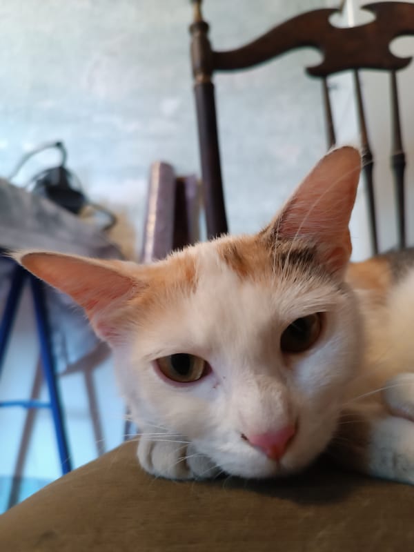 Calico cat rests on antique chair in Viadana, Italy