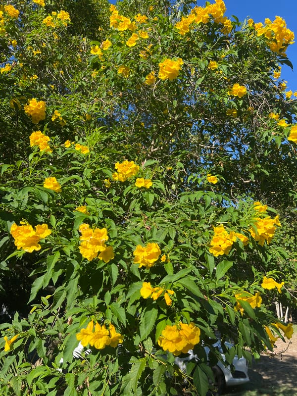 Yellow trumpet vine in full bloom on Koh Phangan