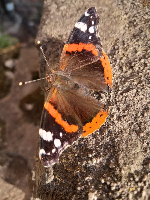Red Admiral butterflies and quiet urban streets on a summer afternoon
