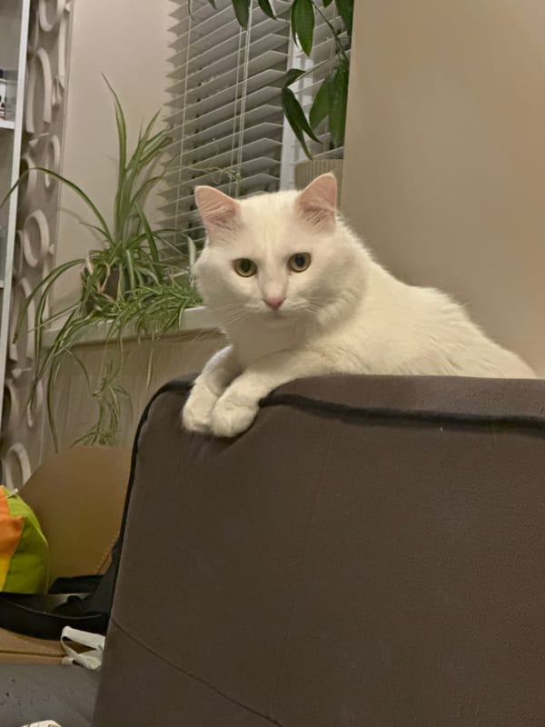 White cat sits on sofa in Sofia home