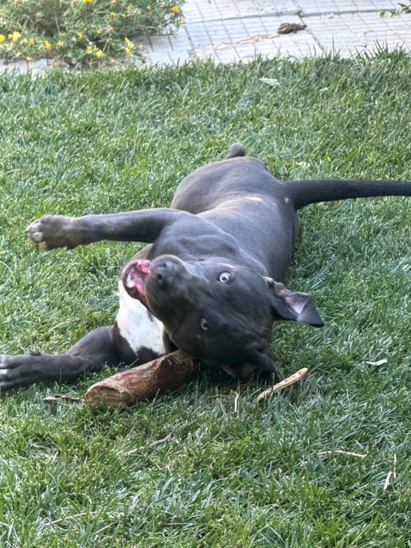 Blue-eyed pit bull puppy rolls around in Bulgarian grass