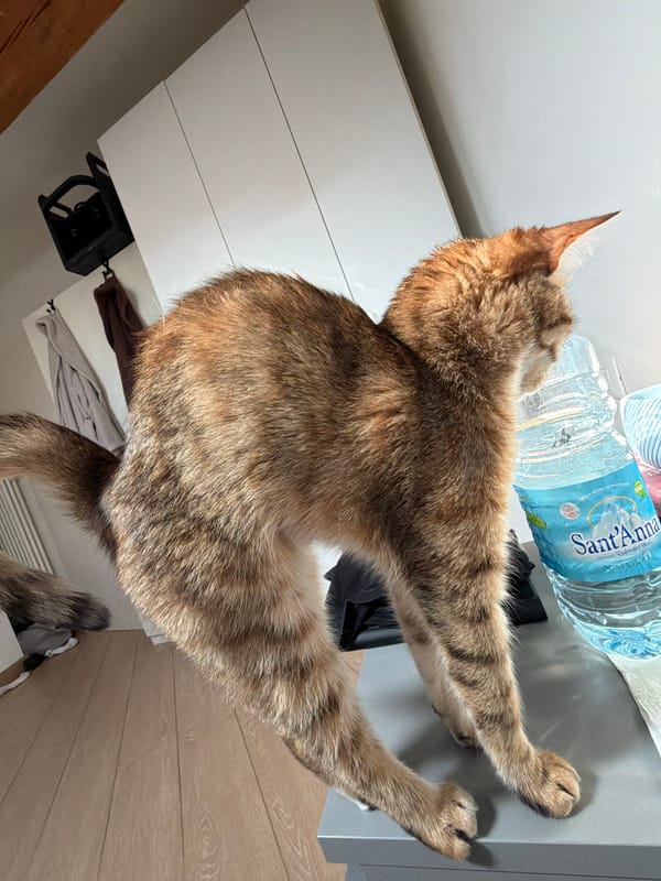 Tabby cat's morning routine captured in Milan apartment