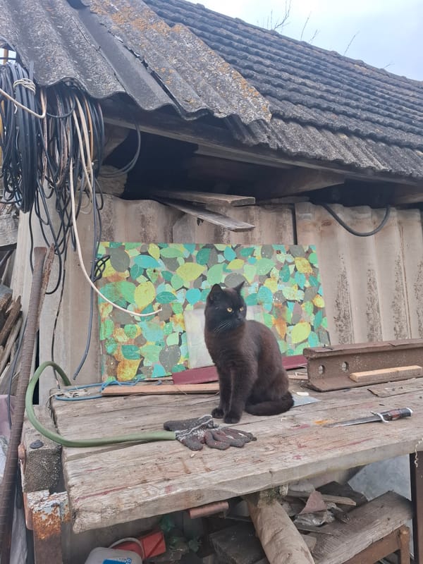 Spring garden documentation with black cat in Khlevnoye, Russia