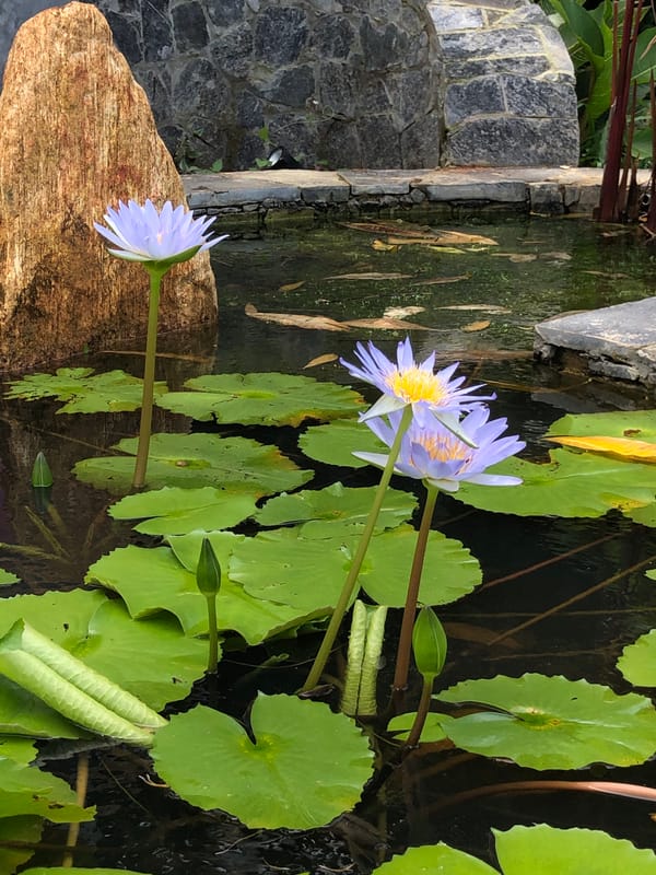 Morning scenes captured at Kabalana pond and jaguar statue