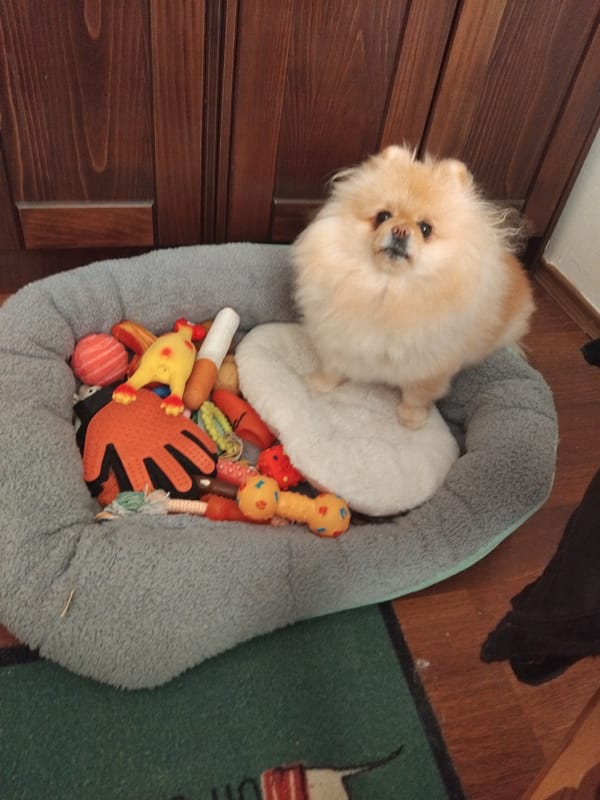 Pomeranian dog spotted relaxing with toys in Apriltsi, Bulgaria