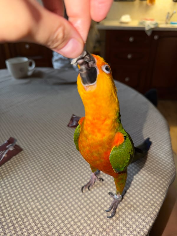 An evening in Khimki: parrots, sunsets, and home life