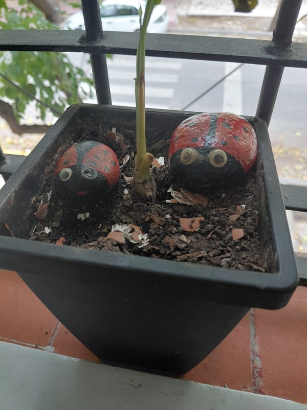 Domestic scenes with cats, gnomes documented in Mendoza