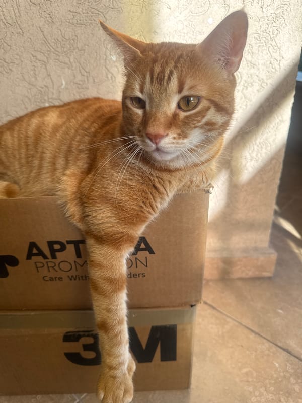 Orange tabby cat relaxes on and around cardboard boxes