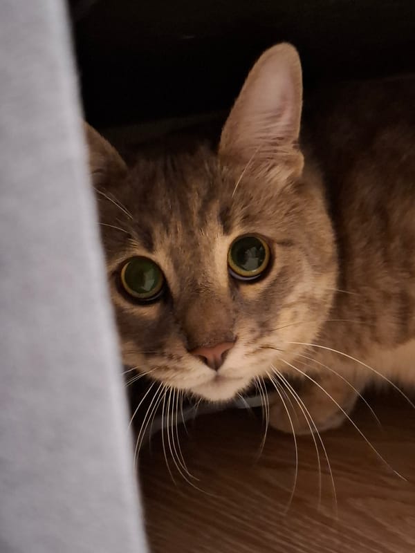 Tabby cat at home in Zemun, caught from every angle