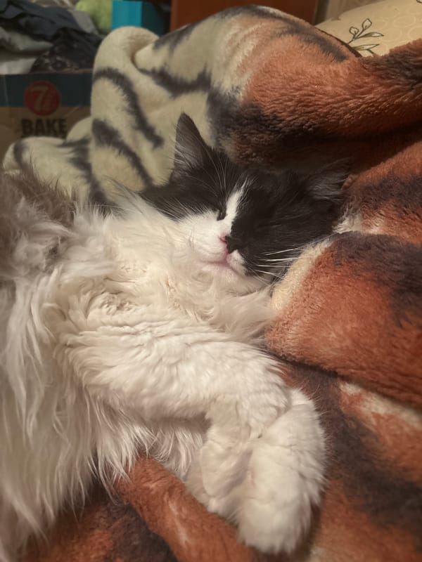 Tuxedo cat sleeps peacefully in Bulgarian home