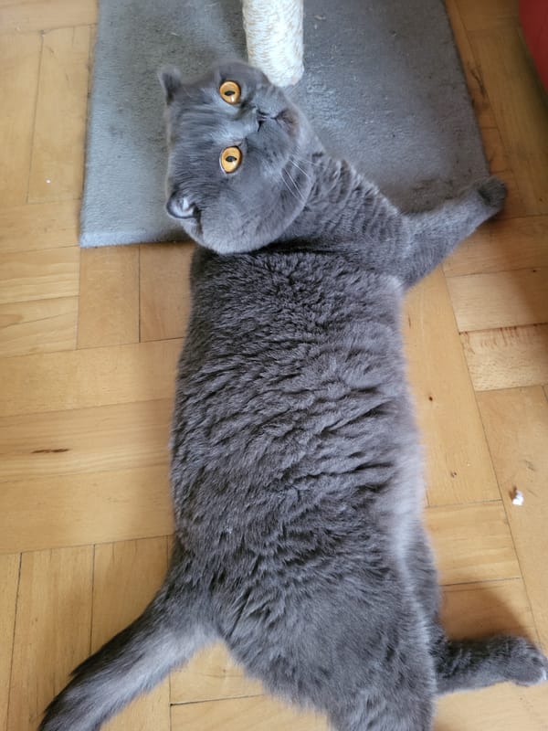 Scottish Fold cat and sesame baked goods at home