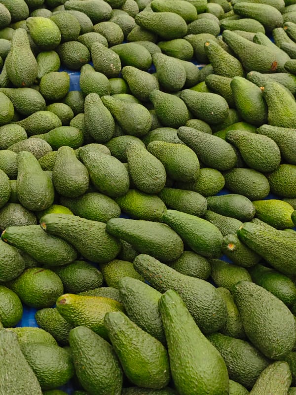 Three white ducks rest by water in Finike, Turkey