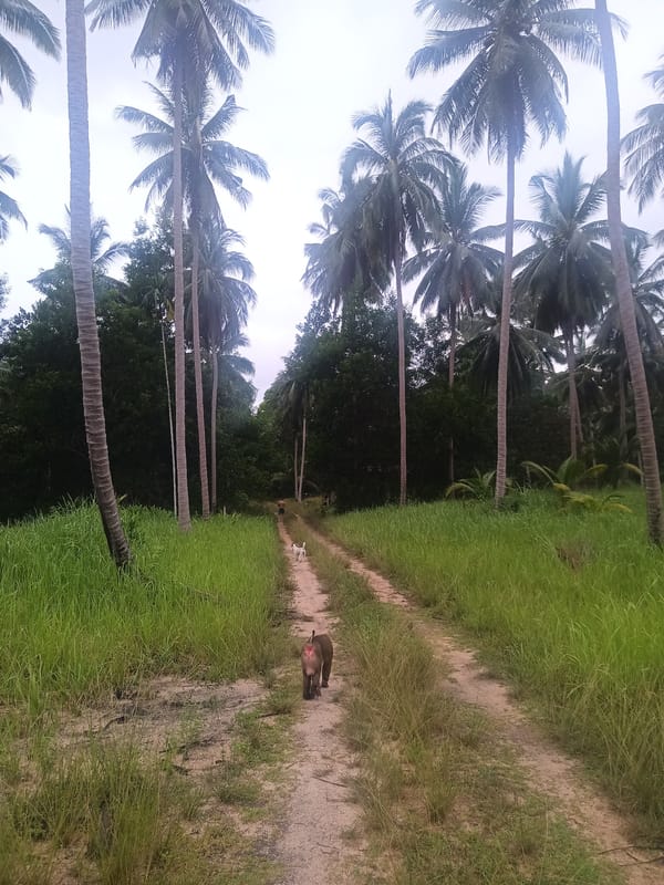 Monkeys and dogs spotted on rural Thailand roads