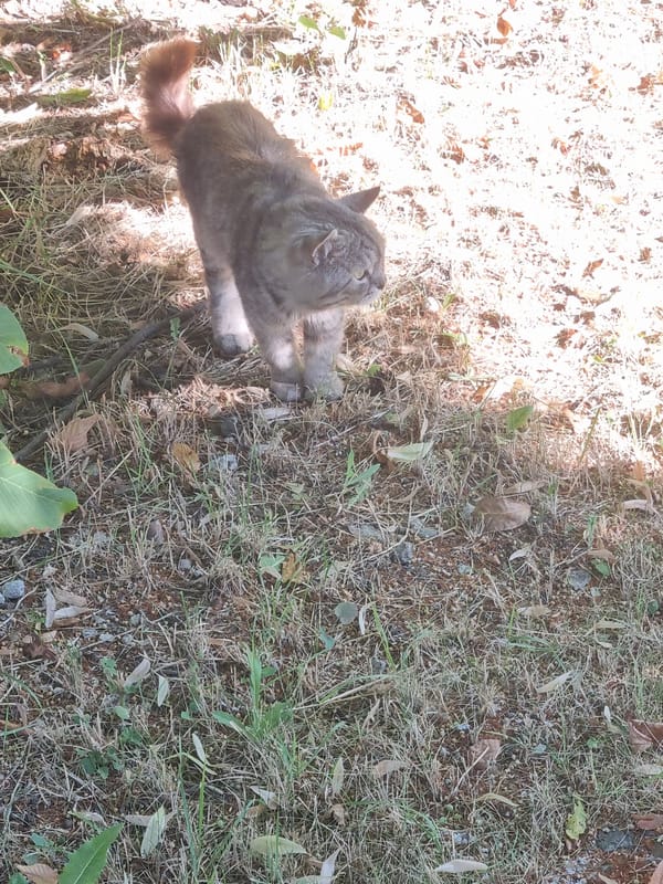 Cat in a dry yard, linden fruits overhead