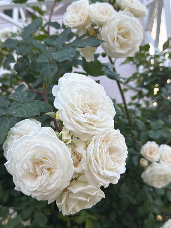 Garden walkthrough with close-up flower shots near a residential street