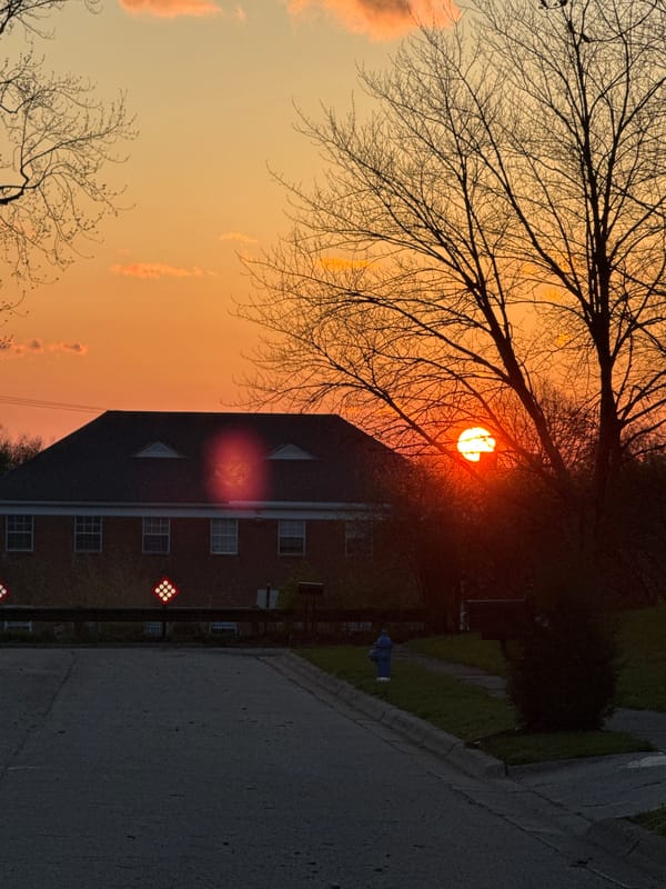 Sunset silhouette captured through bare tree branches in Worthington