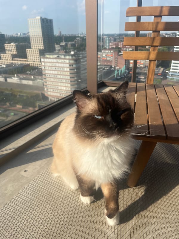 Ragdoll cat soaks up the sun across a few outdoor spots
