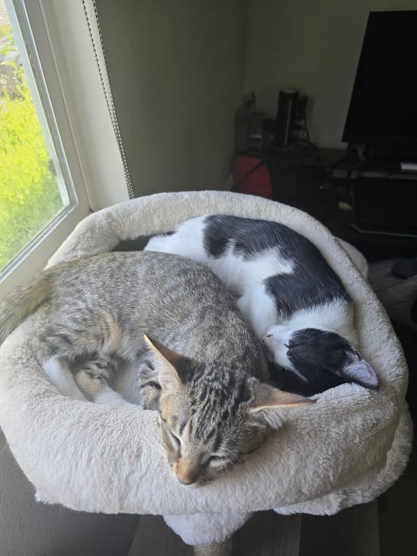 Cats napping at home, plus a Monster High doll display