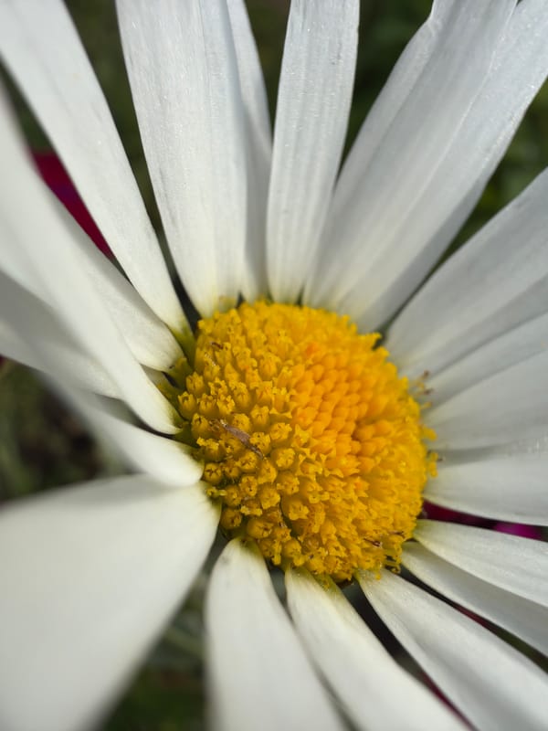 Close-up tour of a summer garden in full bloom