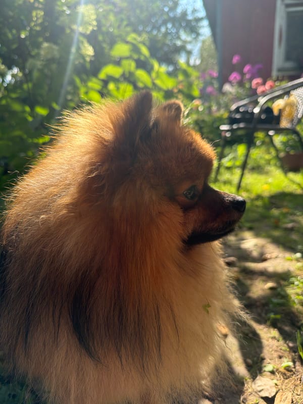 Pomeranian in a sunny Russian garden, August afternoon