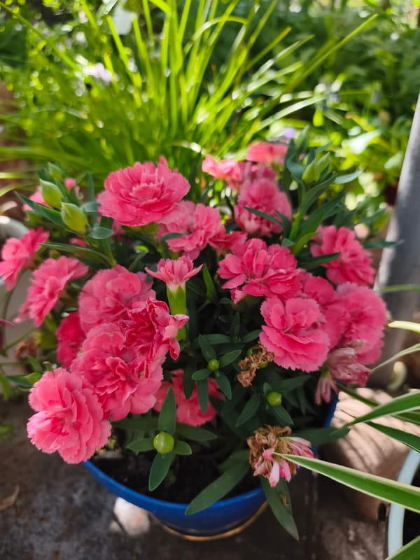 Garden blooms, cats, and home life in Ocnița, Moldova