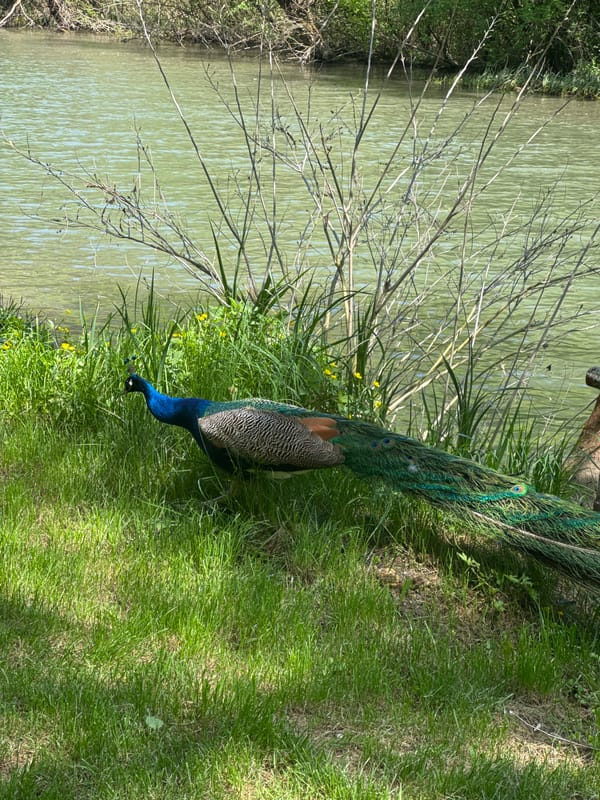 Peacock spotted near water in Lukovit, Bulgaria