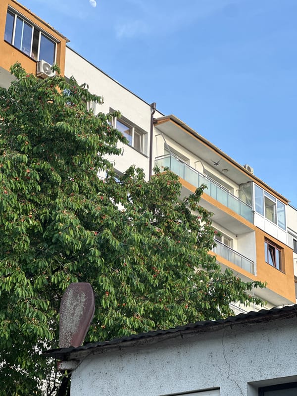 Cherry tree blooms beside residential building in Lovech, Bulgaria