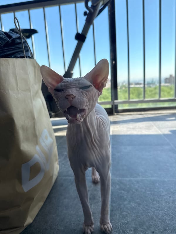 Sphynx cat observed by window in Krasnoyarsk home