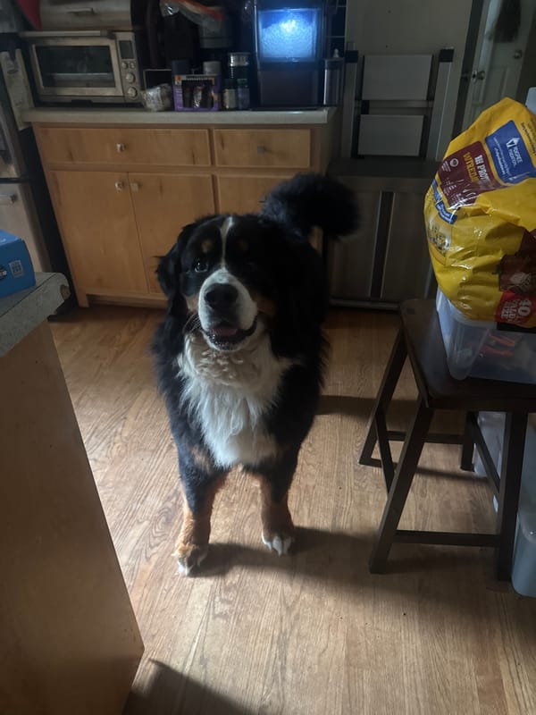 Bernese Mountain Dog rests in Atlanta home kitchen