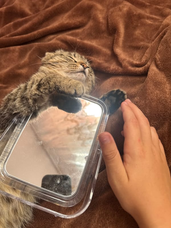 Tabby cat and Pomeranian spend a lazy summer afternoon indoors