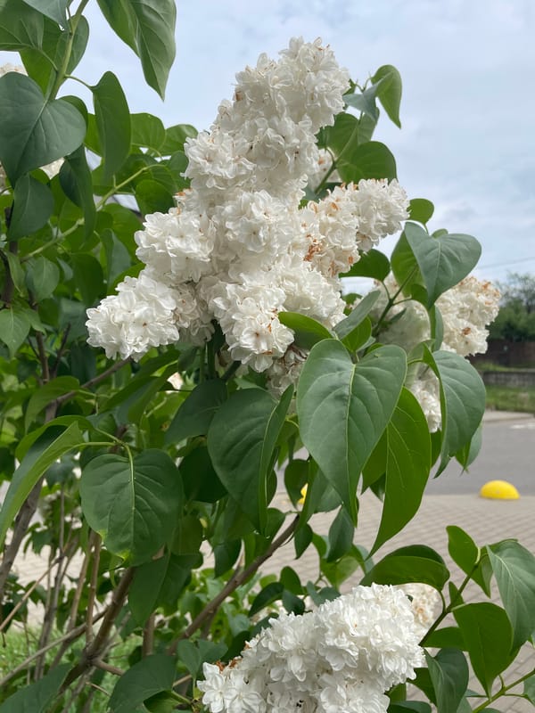 Minsk resident captures cats and spring blooms Friday morning