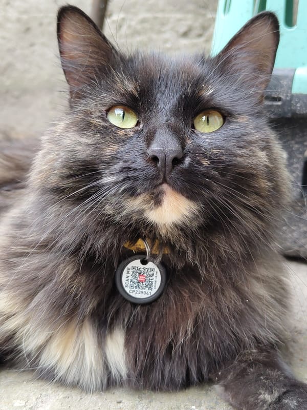 Close-up portraits of cats and dogs, one tagged with a QR code