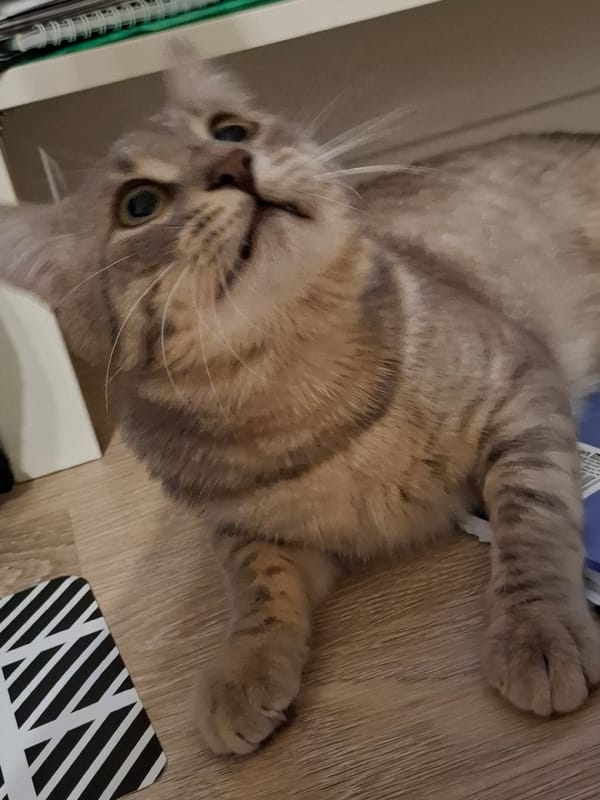 Tabby cat at home in Zemun, doing classic cat things