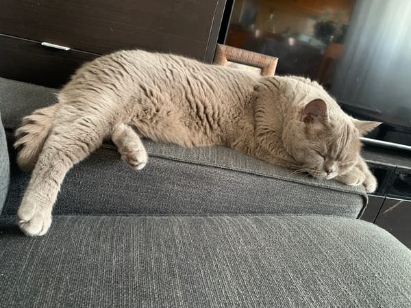 Quiet afternoon at home in Odivelas, cats and curios