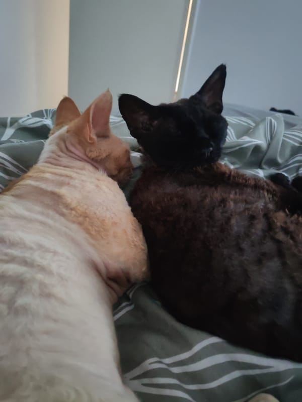 Two Devon Rex cats rest on bed in Hilversum home