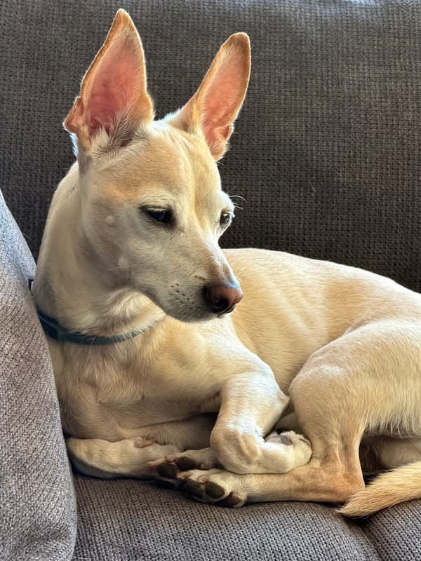 Chihuahua relaxing on a gray sofa in Plovdiv