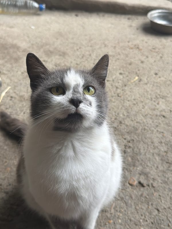 Cat photographed with feeding bowl in Bulgarian village