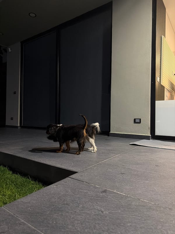 Dogs playing captured by witnesses in Puebla, Mexico