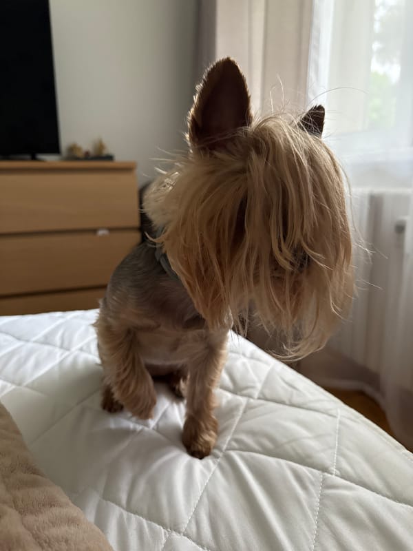 Pets captured in quiet morning moments in Biržai homes