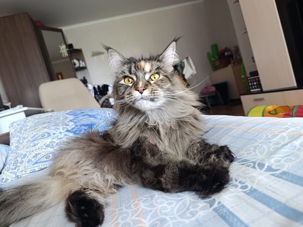 Maine Coon cat grooming session captured in morning domestic scenes