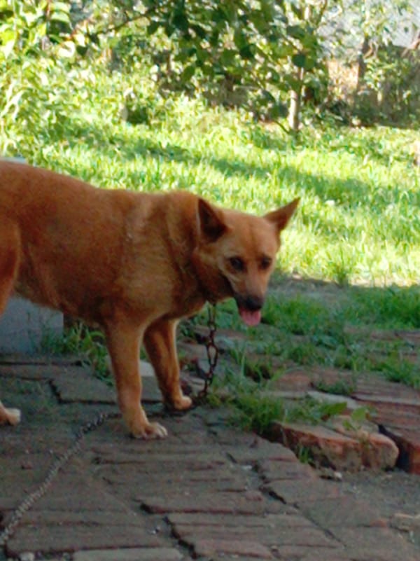Dog takes a breather on a brick path and in the grass