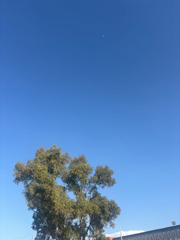 Evening moments captured in Buenavista: bird flight and shadow