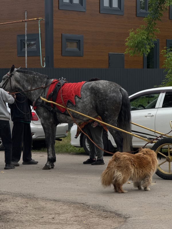 Morning equestrian activities captured at Nizhny Novgorod riding facility