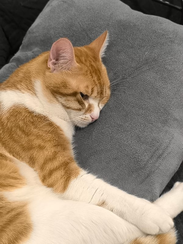 Orange tabby cat sleeps peacefully on gray cushion in Varna