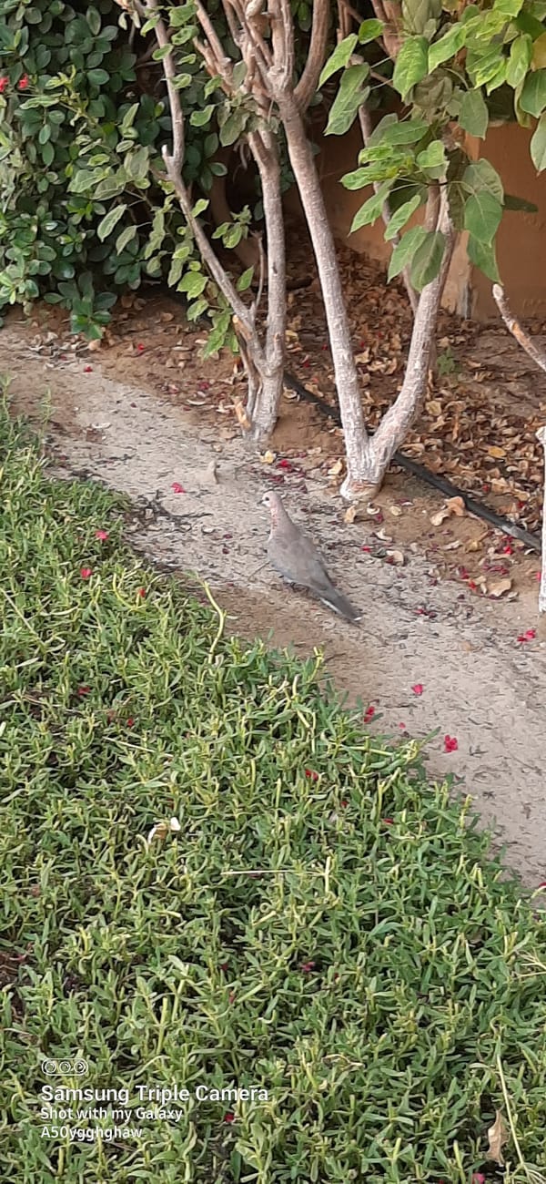 Dawn observations capture routine Dubai street life, wildlife