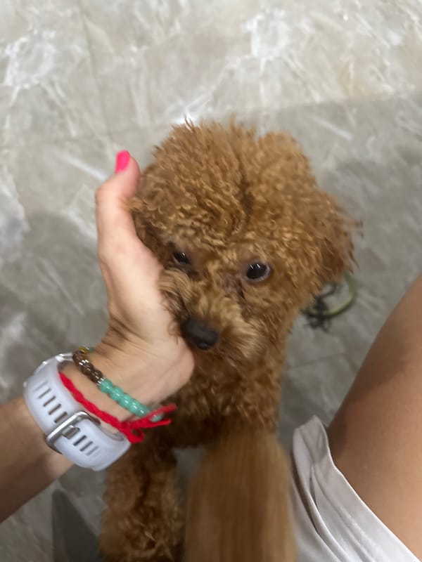 Domestic moments with poodle, flowers, cookies captured in Vietnam home