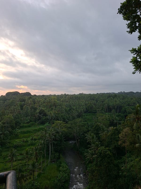 Morning stroll through Ubud's tropical landscapes documented by witness